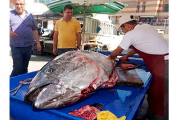 137 kilo ağırlığındakı balıq görənləri heyrətə gətirdi