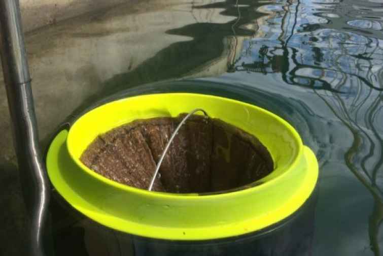 Dənizləri plastik tullantılardan necə təmizləmək olar?