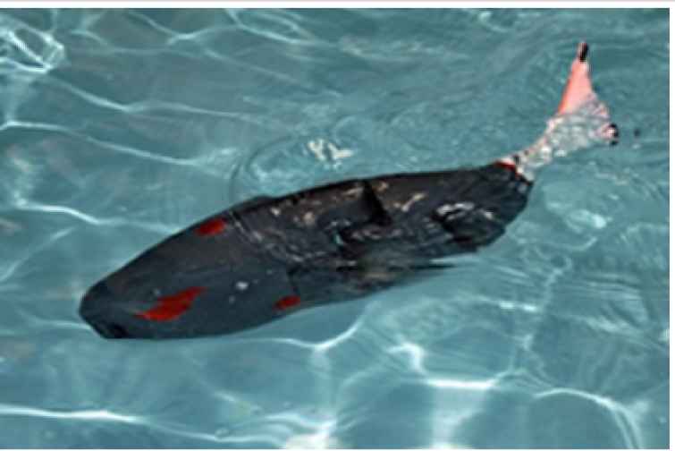 “Ağıllı robot balıq” yaradılıb