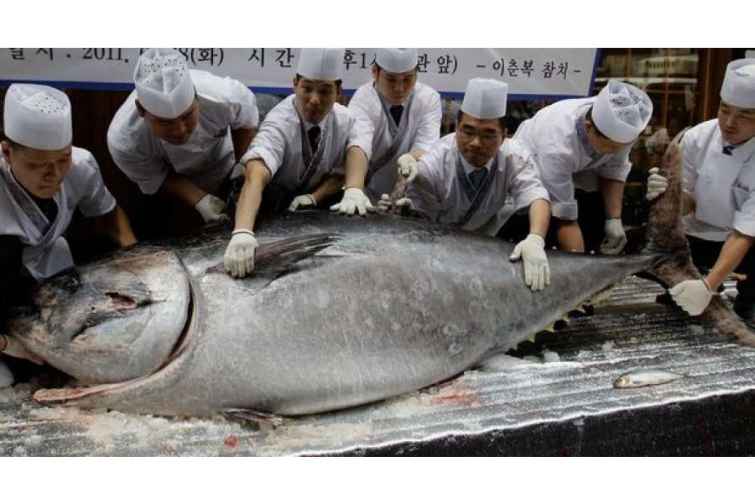 Yaponiyada mavi tuna balığı 1,8 milyon dollara satılıb