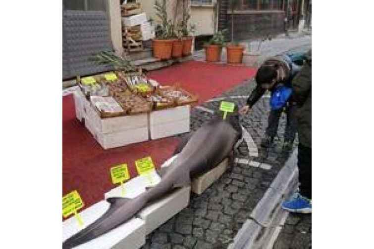 Turkiyədə balıqçının toruna 150 kiloqramlıq balıq düşüb