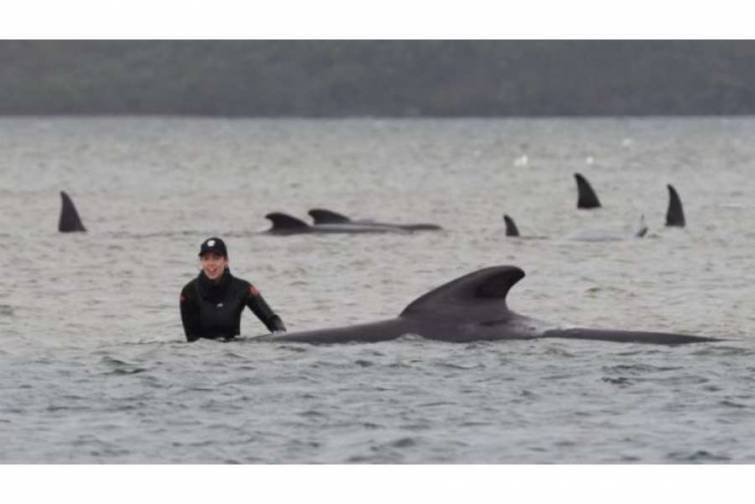 Avstraliyada sahilə atılan 180 qara grind-delfinləri dərin sulara çıxarmağa çalışırlar