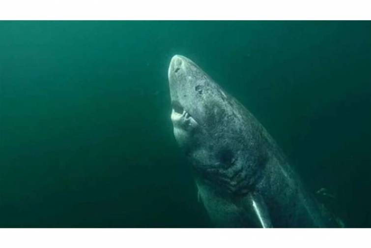 Dünyanın ən yaşlı köpək balığı - VİDEO