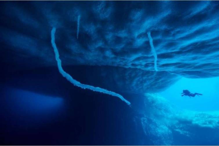 Alimlər Antarktika buz şelfinin altında qeyri-adi canlılar aşkar etdilər