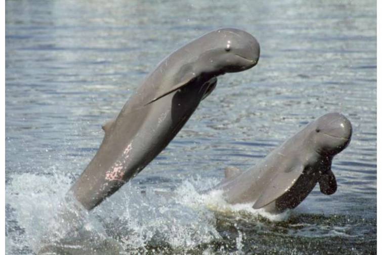 Gəmiləri müşayiət edən İravadi delfinləri balıq sürüsünü balıqçıların torlarına salmağa kömək edirlər