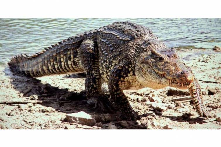 Kuba d&uuml;nyada ən nadir timsah n&ouml;vlərindən birini xilas etmək &uuml;&ccedil;&uuml;n səylərini səfərbər edir