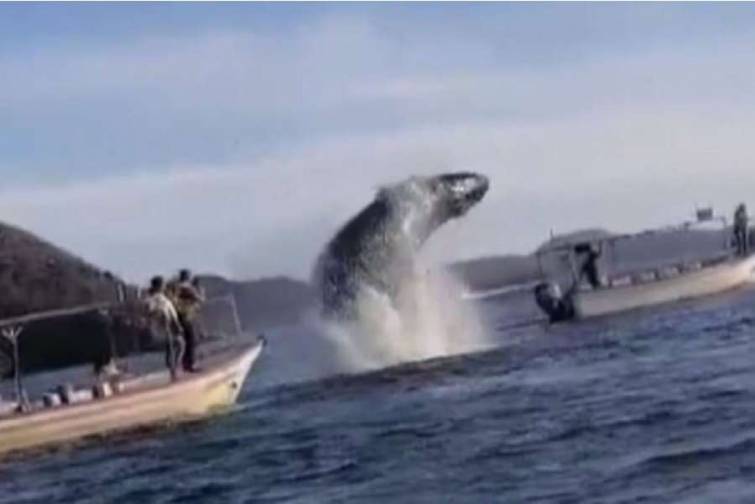 Portuqaliya və İspaniyada balinalar gəmiyə tez-tez hücum edir