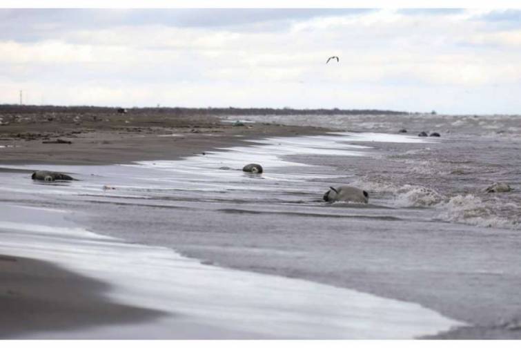 Xəzər dənizinin Azərbaycan b&ouml;lməsində &ouml;l&uuml; suitilər aşkarlanıb