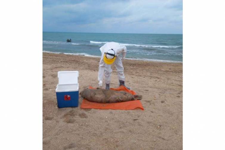 Xəzərin Azərbaycan b&ouml;lməsində aşkarlanan suiti cəsədlərindən n&uuml;munələr g&ouml;t&uuml;r&uuml;l&uuml;b