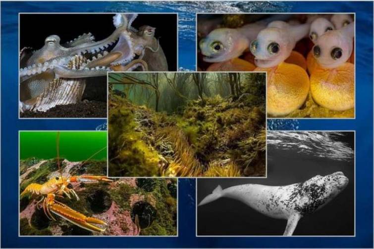 2023-cü ilin ən yaxşı sualtı kadrları seçilib – FOTO