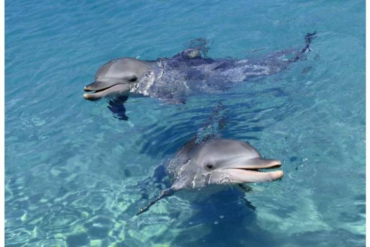 Zooloqlar delfinlərin Yerin maqnit sahəsini hiss etdiklərini üzə çıxarıblar