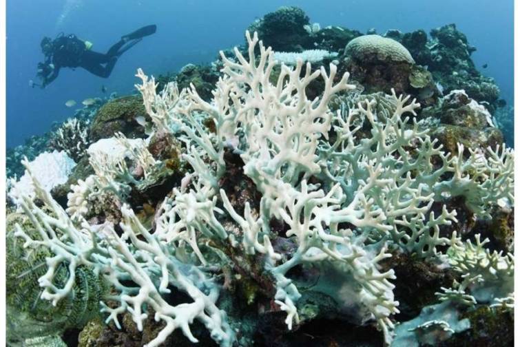 “Coral Reef Watch”: Mərcan rifləri dördüncü qlobal rəngsizləşmədən əziyyət çəkirlər