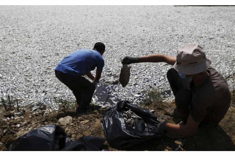 Egey dənizində təxminən 100 ton ölü balıq toplanıb