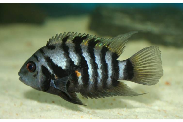 Zebra balıqları eşitmə qabiliyyətinin bərpasında genetik mexanizmi aşkarlamağa kömək edib
