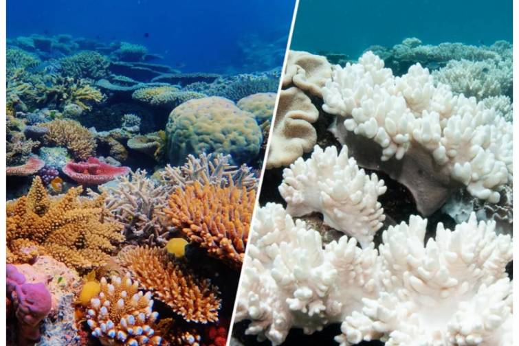 Alimlərdən COP30 ərəfəsində xəbərdarlıq: iqlim &uuml;zrə d&ouml;n&uuml;ş n&ouml;qtəsi arxada qalıb