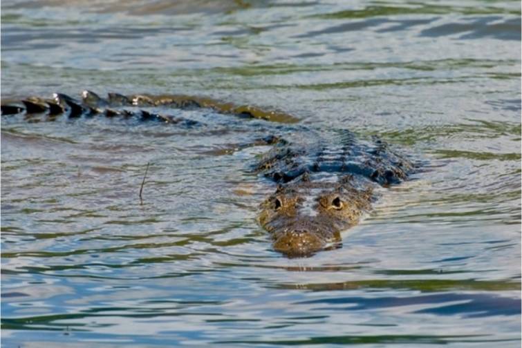 Timsahlarla dolu &ccedil;ay Avstraliya Olimpiadasında yarışmaq &uuml;&ccedil;&uuml;n yararlı hesab edilib