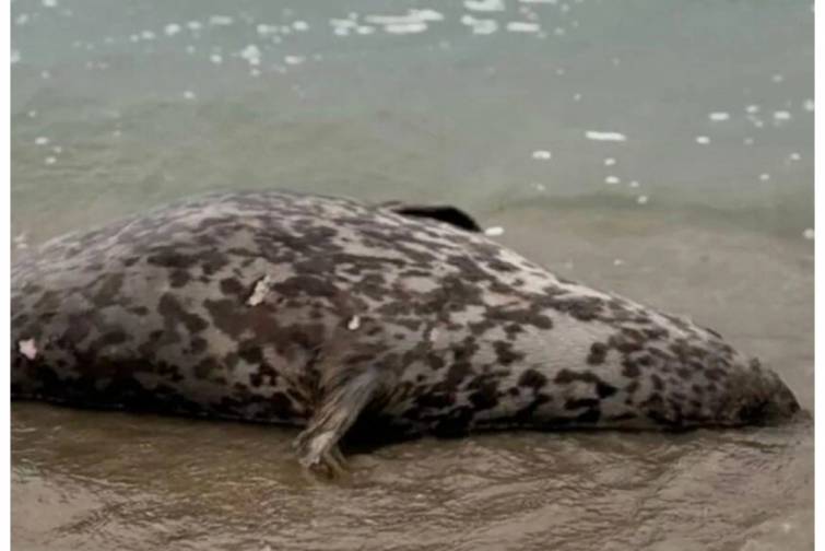 Xəzər sahilində &ouml;l&uuml; suitilər aşkar edilib