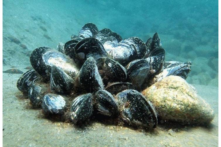 Midiyalar Yunanıstanın dənizlərinin artan &ccedil;irklənməsindən xəbər verir