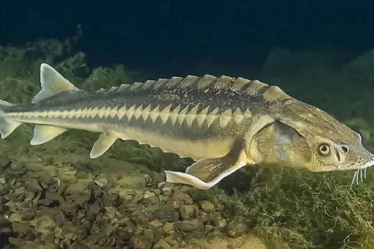 Xəzəryanı &ouml;lkələr nərə balığının ovuna qoyulmuş qadağanı 2026-cı ilə qədər uzadıblar