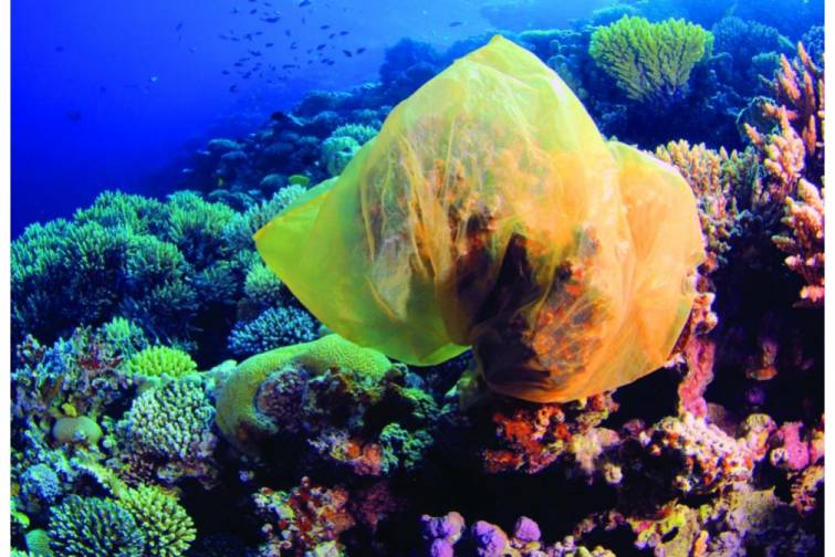 Misir Qırmızı dəniz b&ouml;lgəsində plastik torbalara tam qadağa qoyur