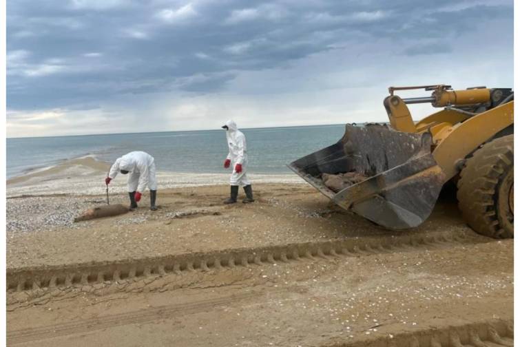 Mərkəz: Xəzərdə suiti &ouml;l&uuml;mləri norma daxilindədir