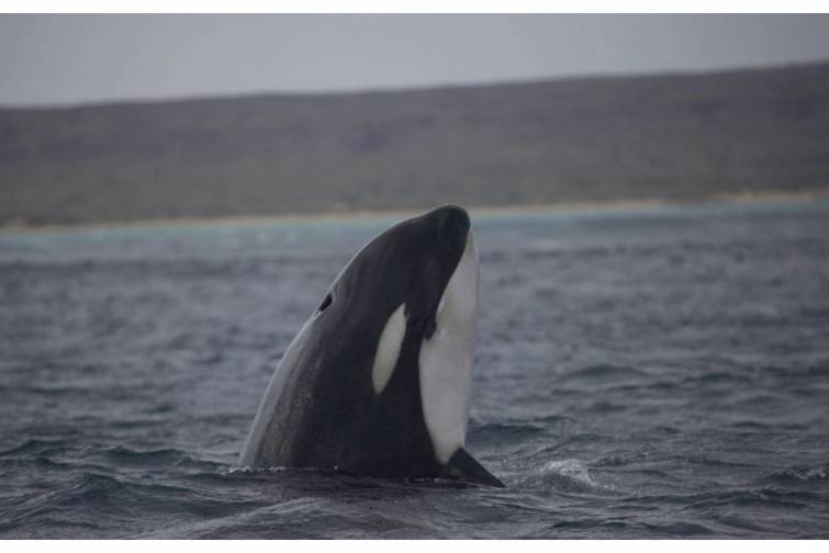 Alimlər gəmiləri aşıran qatil balina dəstələrinin anomal davranışından narahatdırlar