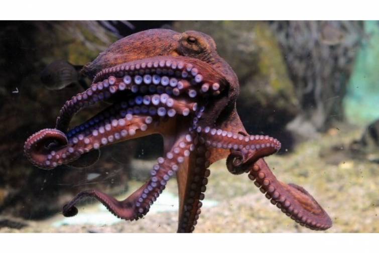 Dərin dəniz canlıları dayanıqlı batareya texnologiyasının a&ccedil;arı ola bilər