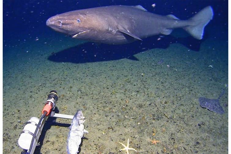 Antarktidada ilk dəfə k&ouml;pəkbalığı aşkar edilib